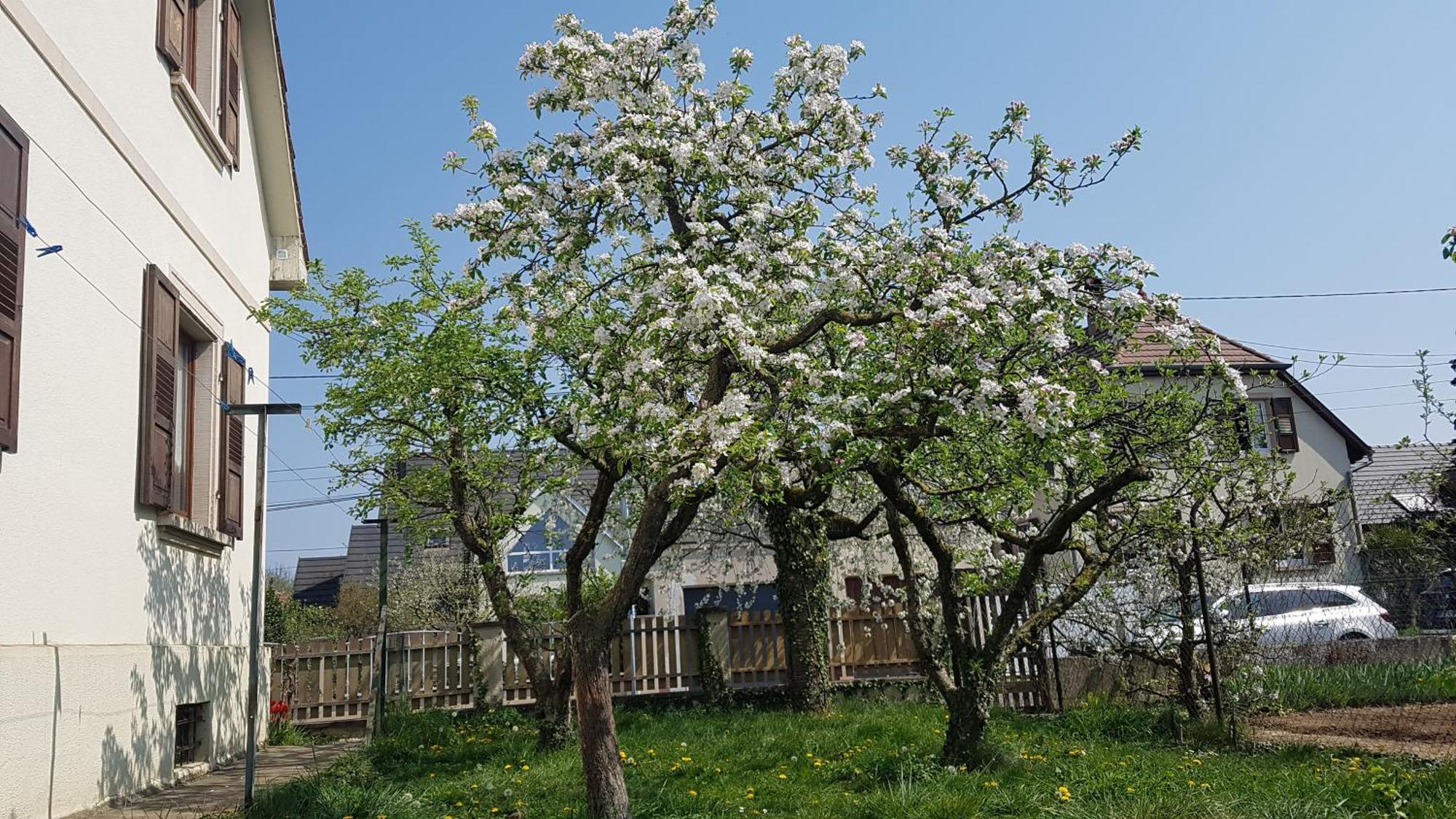 Maison Les 3 Roses Wolfisheim Buitenkant foto
